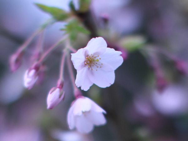 Retreat-cherry-blossom_160411_single_w600